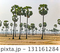 カンボジアの田園風景とサトウヤシの木々 131161284