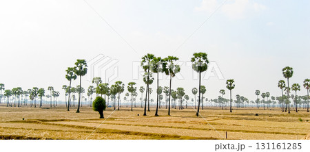 カンボジアの田園風景とサトウヤシの木々 131161285