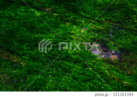 上高地の清流の中で煌めく水草 131161393