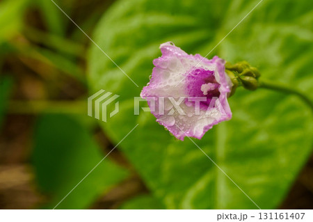 雨に濡れたホシアサガオの花が咲いています 雨に濡れたホシアサガオの花が咲いています 131161407