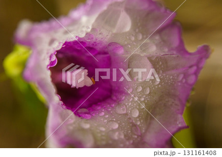 雨に濡れたホシアサガオの花が咲いています 雨に濡れたホシアサガオの花が咲いています 131161408