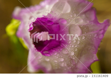 雨に濡れたホシアサガオの花が咲いています 雨に濡れたホシアサガオの花が咲いています 131161409