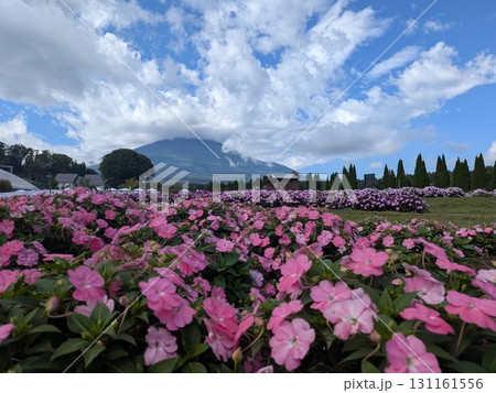 サンパチェンスと富士山(山中湖花の都公園) サンパチェンスと富士山(山中湖花の都公園) 131161556