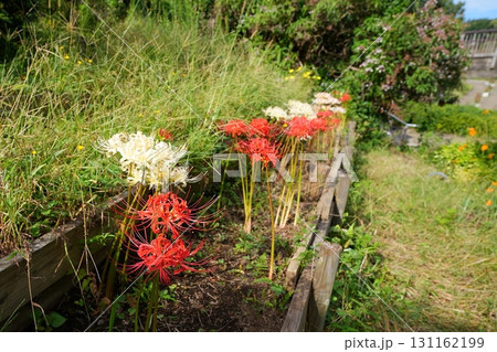 彼岸花 131162199
