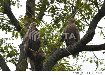 オジロワシ オジロワシ 131162404
