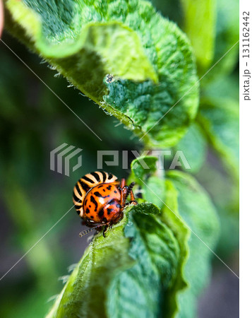 Close-up of a Colorado potato beetle on a leaf Close-up of a Colorado potato beetle on a leaf 131162442