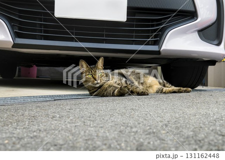 駐車場で寝ている猫 駐車場で寝ている猫 131162448