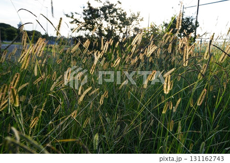 ネコジャラシ 131162743