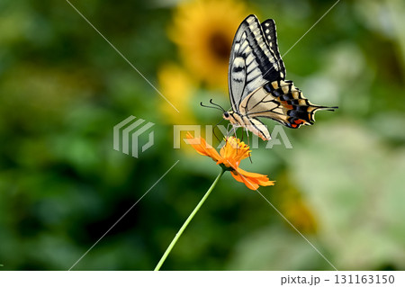 キバナコスモスにキアゲハ 131163150