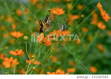 キバナコスモスにキアゲハ 131163163