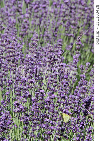 ラベンダー畑　ラベンダー　ふらの 131163428