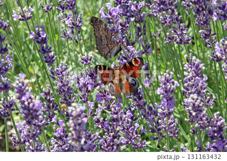 ラベンダー畑　ラベンダー　ふらの 131163432