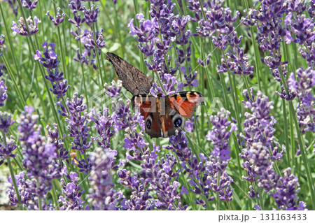 ラベンダー畑　ラベンダー　ふらの 131163433