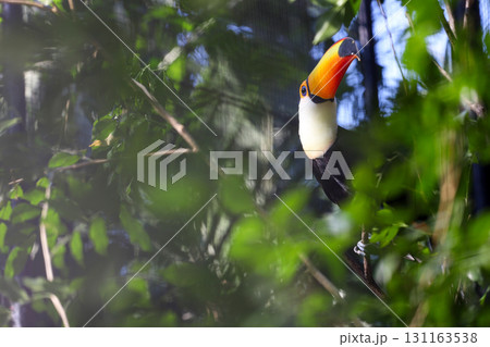 The toco toucan bird on the wood tree The toco toucan bird on the wood tree 131163538