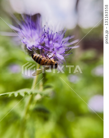 A Busy Bee at Work 131163558