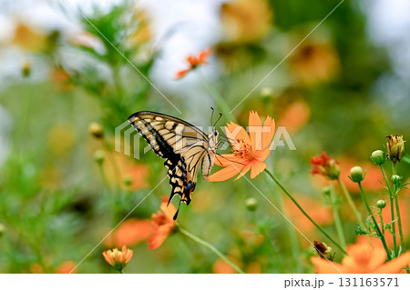 キバナコスモスの蜜を吸うキアゲハ 131163571
