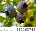 Fresh Blueberries on a Branch 131163748