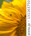 Sunflower Petals with a Beetle. Yellow Petals and Bugs 131163750