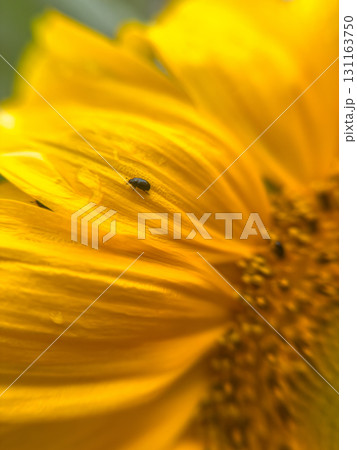 Sunflower Petals with a Beetle. Yellow Petals and Bugs 131163750