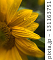 Sunflower Petals with Water Drops 131163751