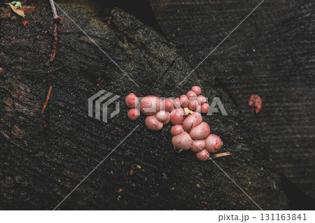 Pink mushrooms growing on old trunk 131163841