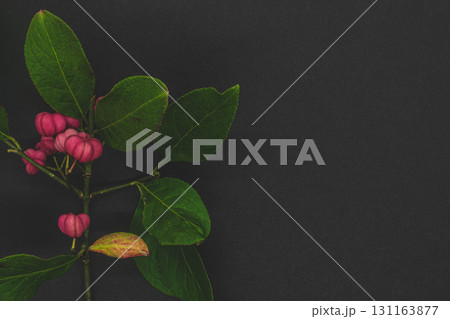 Red Cascade spindle tree twig 131163877