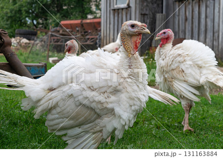 Red head white feathered turkeys Red head white feathered turkeys 131163884