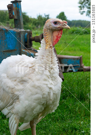 Red head white feathered turkey Red head white feathered turkey 131163885