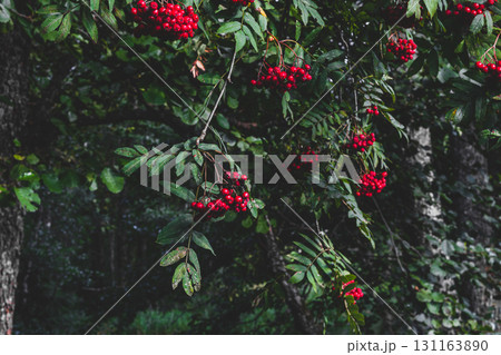Red rowan berries on rowan tree 131163890