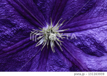 Sharp and clear view of blue blossom background surface 131163939