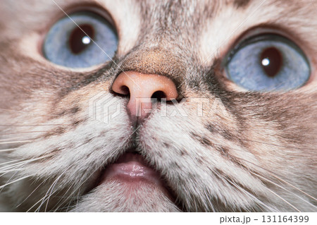 Siberian Neva Masquerade cat close-up portrait 131164399