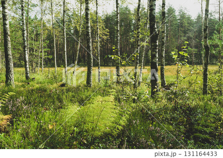 Marshes in old woods during morning time 131164433