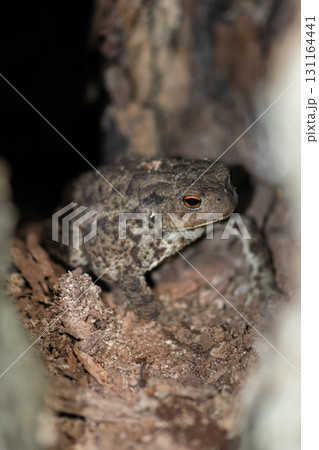 Toad hiding between tree roots 131164441