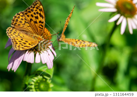 Two Silver-washed fritillary butterflies sitting on purple blossom Two Silver-washed fritillary butterflies sitting on purple blossom 131164459