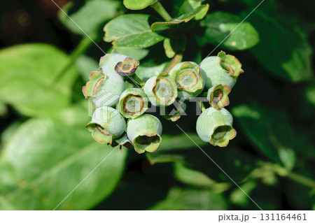 Unripe Green Blueberries Growing on Bush in Countryside Unripe Green Blueberries Growing on Bush in Countryside 131164461