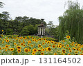 噴水塔をバックに向日葵の花 131164502