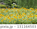 向日葵の花畑 131164503