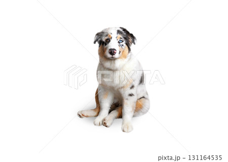 Aussie Australian Shepherd dog in blue marble color and different eye color sits isolated on white background photo 131164535