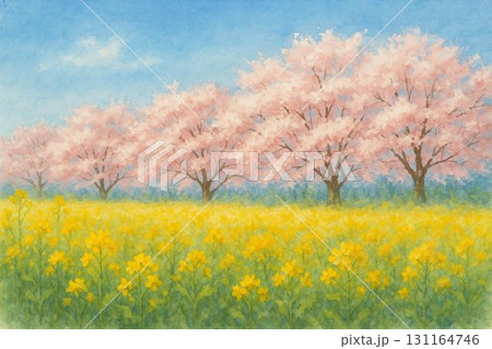 春　青空　桜　菜の花　水彩画　 131164746
