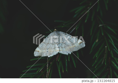 White moth sitting on spruce twig in shade White moth sitting on spruce twig in shade 131164815