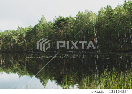 Wild lake in the middle of the woods 131164824