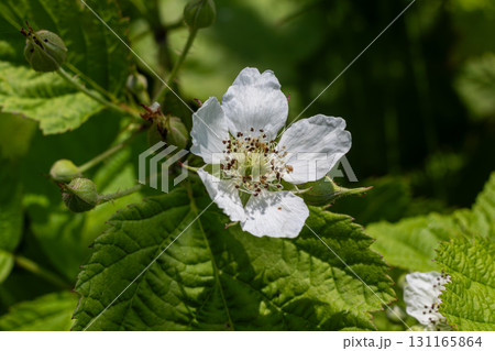 Flowering blackberry plant in vibrant green foliage during early summer showcasing delicate white blossoms in their natural habitat Flowering blackberry plant in vibrant green foliage during early summer showcasing delicate white blossoms in their natural habitat 131165864