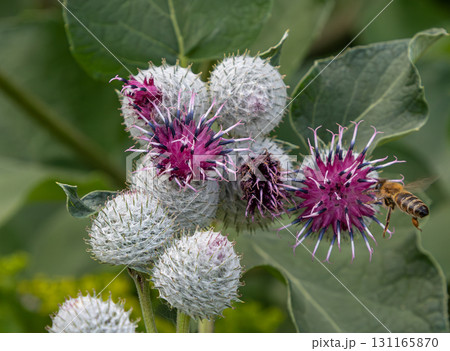 Woolly burdock thriving in a sunny meadow attracts a busy bee during late summer showcasing its vibrant purple flowers and unique fuzzy buds 131165870