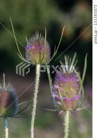 Close view of Dipsacus fullonum blooming in late summer showcasing purple hues and green textures against an out of focus background in nature 131165873