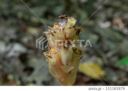 Yellow bird's-nest blooms from forest floor showcasing unique saprophytic characteristics in a shaded woodland habitat 131165879