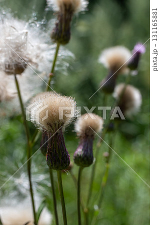 Cirsium arvense showcases beautiful thistle flowers and seeds in a vibrant green field under natural sunlight in mid-summer attracting pollinators and wildlife 131165881
