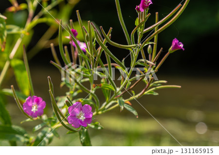Colorful hairy willowherb blossoms presenting vibrant pink flowers along a riverside area during late spring near a peaceful waterway Colorful hairy willowherb blossoms presenting vibrant pink flowers along a riverside area during late spring near a peaceful waterway 131165915