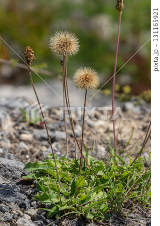Mouse-ear hawkweed blooming in a rocky landscape during springtime with soft fluffy flower heads standing tall against a blurred background 131165921