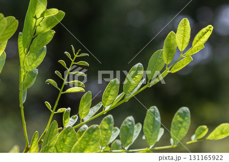 Bright green leaves of Robinia pseudoacacia highlighting the unique structure and growth patterns of Black Locust in natural sunlight Bright green leaves of Robinia pseudoacacia highlighting the unique structure and growth patterns of Black Locust in natural sunlight 131165922