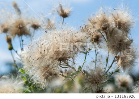 Cirsium arvense showcasing fluffy seeds against a clear blue sky in a field evoking the beauty of nature's delicate creations Cirsium arvense showcasing fluffy seeds against a clear blue sky in a field evoking the beauty of nature's delicate creations 131165926